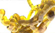 Oils